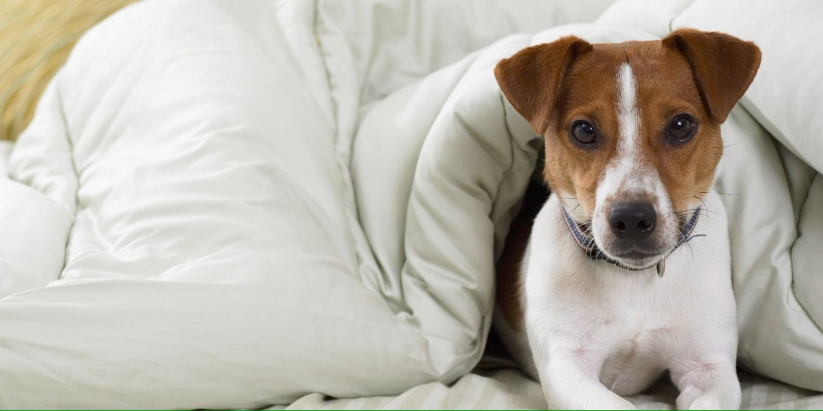 St. Louis has plenty of places to stay with your pet.